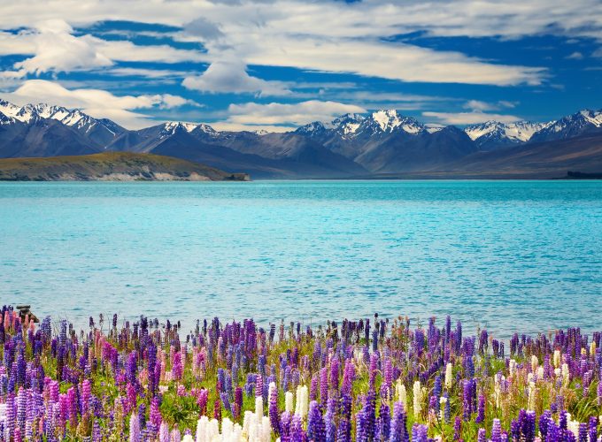 Wallpaper Lake Tekapo, New Zealand, mountains, flower, 4k, Nature 5722719418
